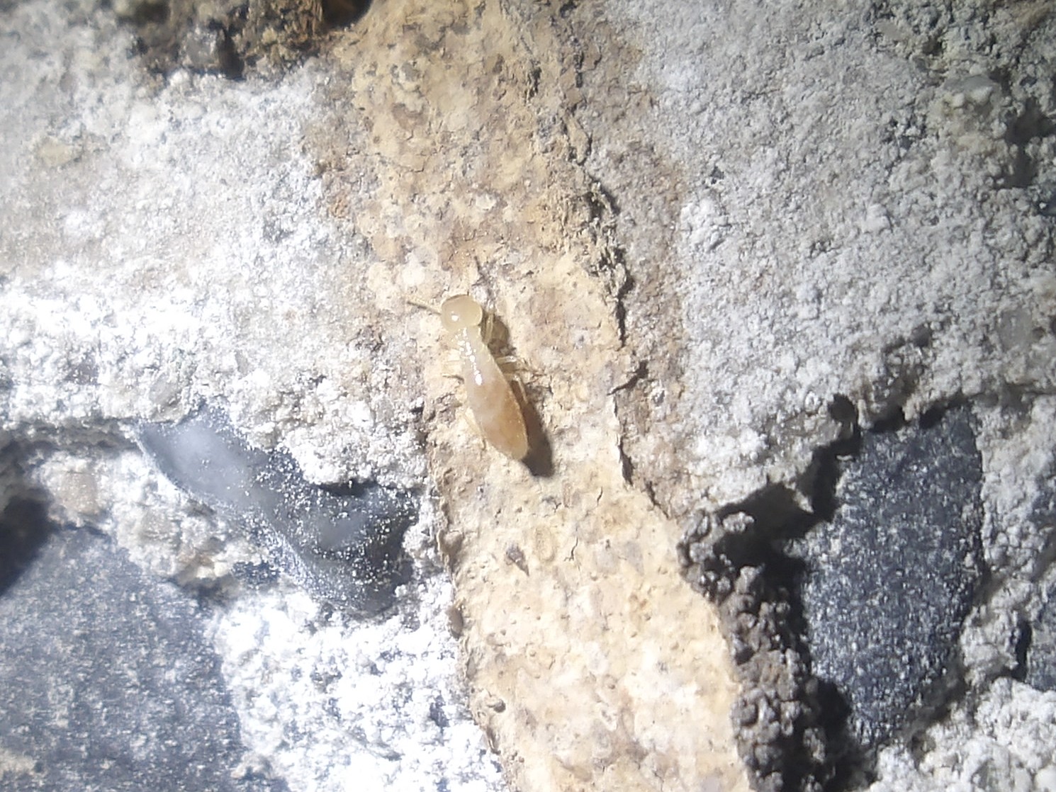 床下にいたシロアリ